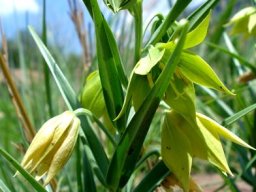Gloriosa rigidifolia inflorescence