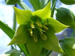 Gloriosa rigidifolia flower