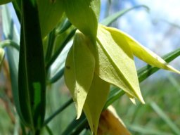 Gloriosa rigidifolia flower profile