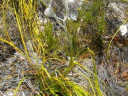 Lanaria lanata