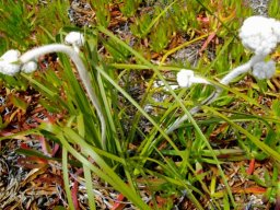 Lanaria lanata young plant, new flowering