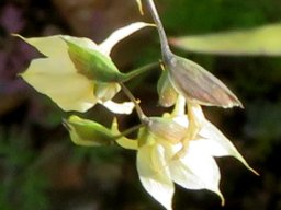 Melasphaerula graminea flowers