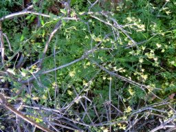 Melasphaerula graminea flowering over its neighbours