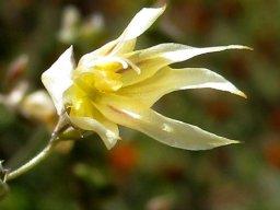 Melasphaerula graminea tepals appearing elongated