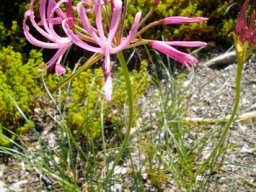Nerine appendiculata