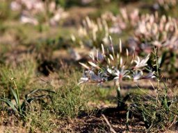 Nerine laticoma subsp. laticoma leaves