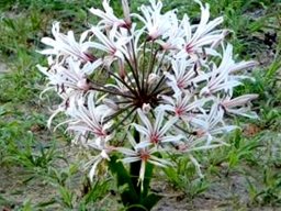 Nerine laticoma subsp. laticoma in flower