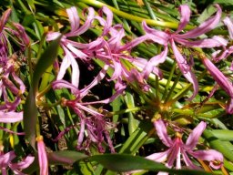 Nerine humilis flowers