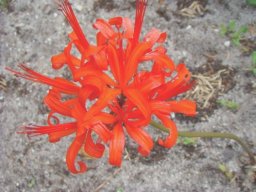 Nerine sarniensis