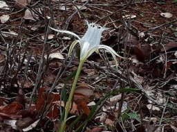 Pancratium tenuifolium