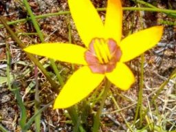 Pauridia canaliculata