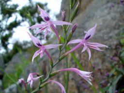 Radinosiphon leptostachya inflorescence