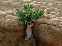 Raphionacme hirsuta exposed tuber