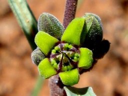 Raphionacme velutina flower