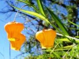 Sandersonia aurantiaca