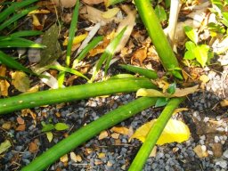 Sansevieria cylindrica