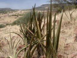 Sansevieria pearsonii