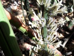 Sansevieria pearsonii flowers