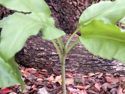 Scadoxus multiflorus subsp. katharinae false stem