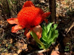 Scadoxus puniceus
