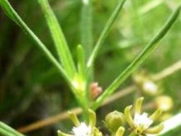 Schizoglossum bidens subsp. bidens
