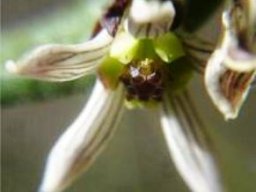 Schizoglossum hilliardiae flower
