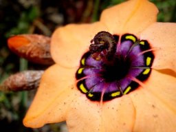 Sparaxis elegans flower