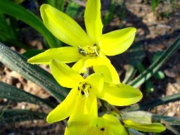 Sparaxis grandiflora subsp. acutiloba