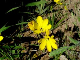 Sparaxis grandiflora subsp. fimbriata