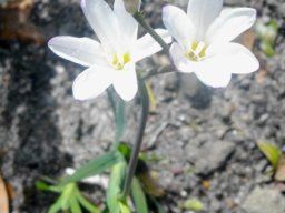 Sparaxis grandiflora subsp. fimbriata flowering white