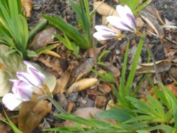 Sparaxis grandiflora subsp. fimbriata outside colouring