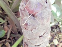 Stangeria eriopus female cone
