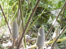Stangeria eriopus male cones