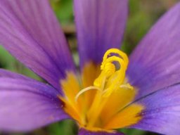 Syringodea bifucata golden inner parts