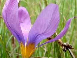 Syringodea bifucata flower profile