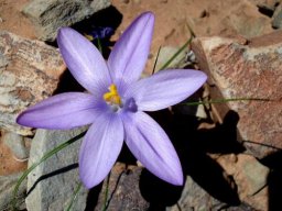 Syringodea longituba flower