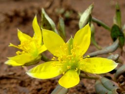 Talinum caffrum flowers
