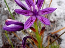 Thereianthus bracteolatus flower