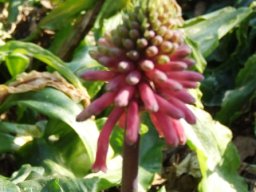 Veltheimia bracteata