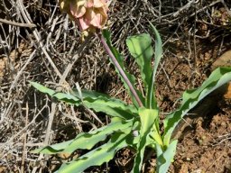 Veltheimia capensis fruiting