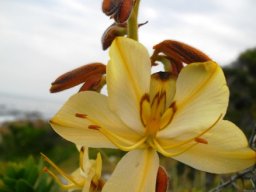 Wachendorfia paniculata