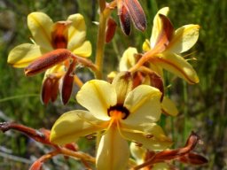 Wachendorfia paniculata panicle