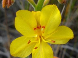Wachendorfia paniculata yellow with red markings