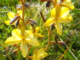 Wachendorfia paniculata without dark tepal markings