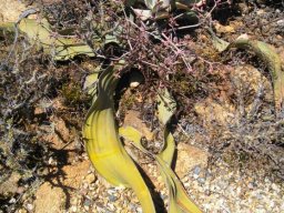 Welwitschia mirabilis