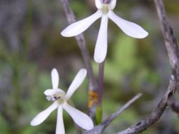 Xenoscapa fistulosa