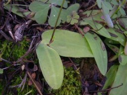 Xenoscapa fistulosa leaves