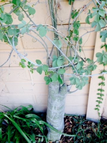Adenia fruticosa subsp. fruticosa