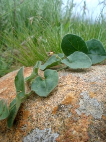 Anisotoma pedunculata leaves