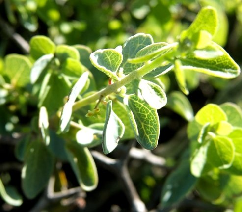 Cissampelos capensis leaves